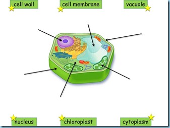 Plant & Animals Cells PowerPoint - 1+1+1=1