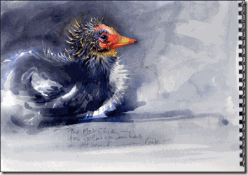 coot-wcol-bgv coot-wcol-bgv