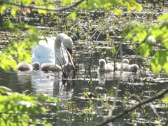 baby swans1