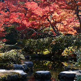 依水園,紅葉(PK3_0711,F8,43mm,K-3)2014yaotomi_.jpg