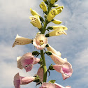 Foxglove