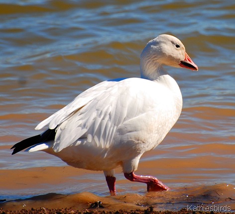 9. snow goose-kab