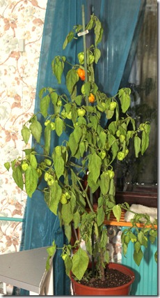 IMG_9619 IMG_9619
