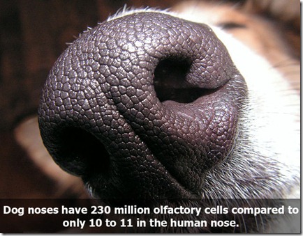 10_interesting_facts_about_smelling_640_02