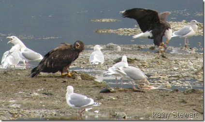 Feeding Eagles and gulls