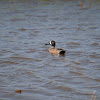 Blue-winged Teal