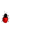gifs-animados-catarinas-ladybugs-009
