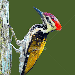 The Black-rumped Flameback (Dinopium benghalense), also known as the Lesser Golden-backed. by Kallol Kr Roy - Animals Birds