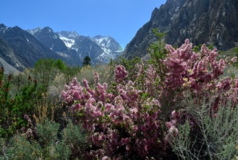 desert peach in the Sierras