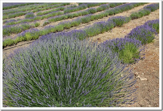 110710_Mt_Shasta_Lavender_Farm_42