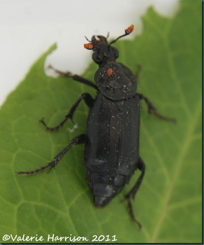 beetle-nicrophorus-humator