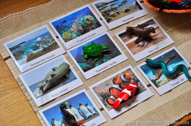 FREE Animals in the Marine Ecosystem Cards