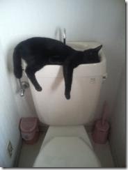 hung over cat