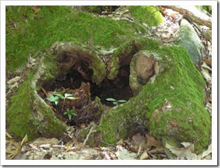 Thought this looked like a heart at base of tree