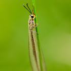 Ant-lion lacewing