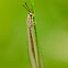 Ant-lion lacewing
