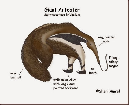Amazing Animals Pictures Anteater (12)