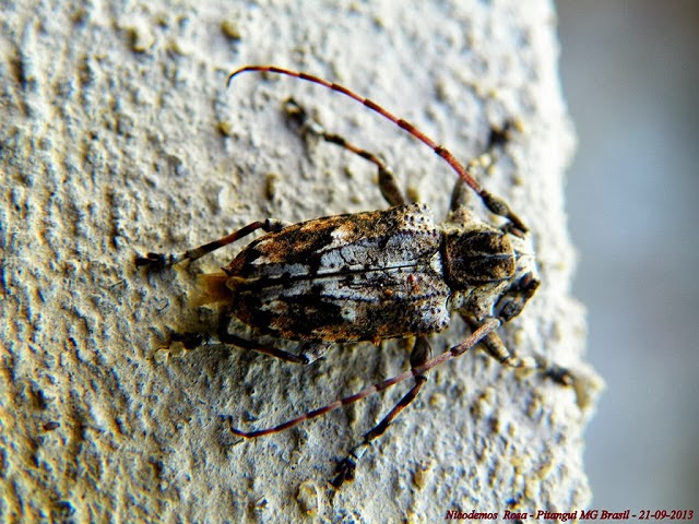 Lépidoptères de Pitangui au Minas Gerais - Lamiinae : Acanthoderini : Steirastoma sp. Peut-être S. marmoratum (THUNBERG, 1822). Pitangui (MG, Brésil), 21 septembre 2013. Photo : Nicodemos Rosa