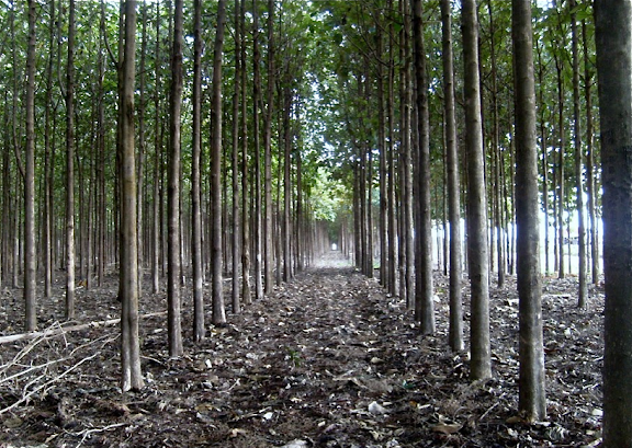 Plantation de teck. Município de Sinop, à 160 km de Colider (Mato Grosso, Brésil), 20 juillet 2010. Photo : Cidinha Rissi