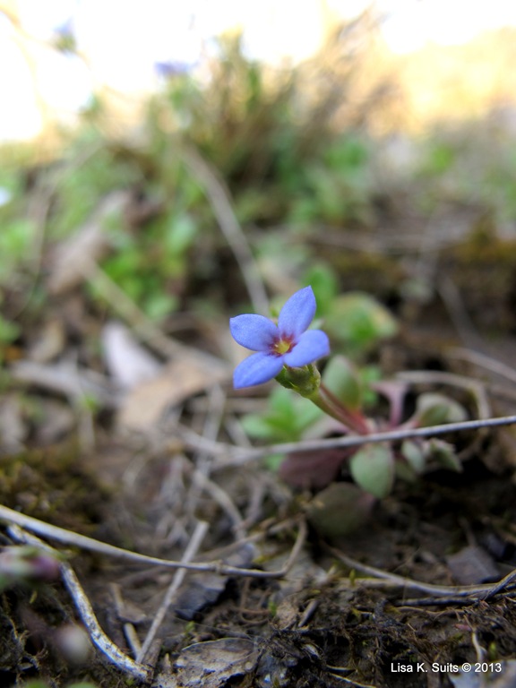 [Houstonia%2520pusilla%252C%2520tiny%2520bluet-001%255B13%255D.jpg]