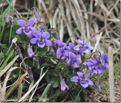 13-dog-violets