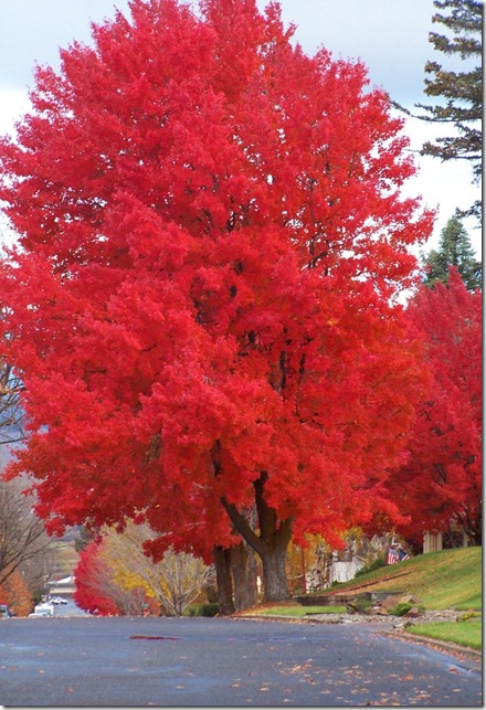 big red tree