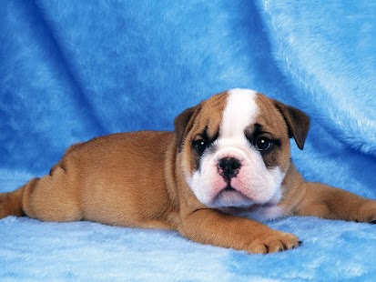 Puppy Dog Wallpaper Screenshots 9