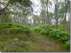 celtic stone path6