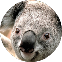 im kyara profile picture