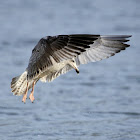 European Herring Gull