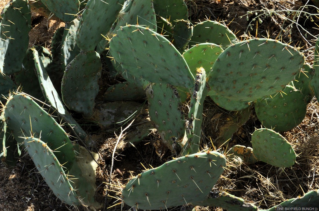 [DSC_0005%255B4%255D.jpg]