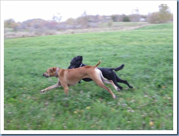 20111016_dogs-running_015