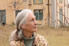 Jane Goodall en la Casa Amarilla
