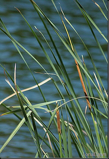 Cattails_Growing