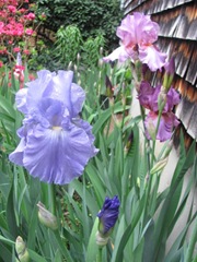 Iris blooms 5.2012