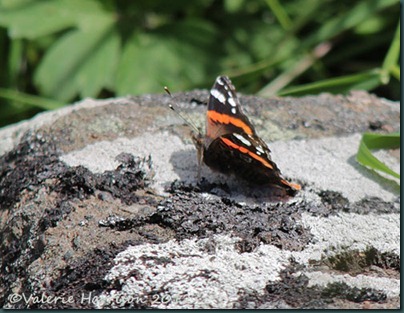 14-red-admiral