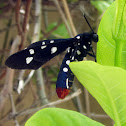 Polka-Dot Wasp Moth