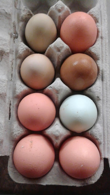 golden co farm fresh eggs