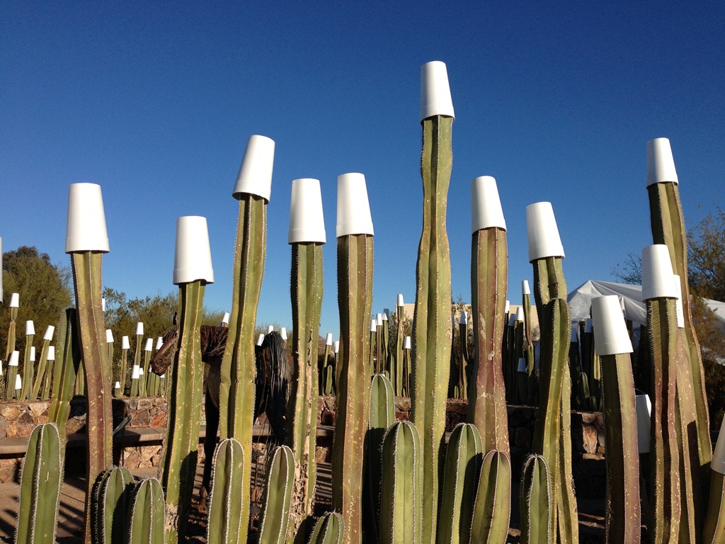 [Fencepost%2520cactus%2520and%2520cups%25201-2-2013%25208-59-03%2520AM%25203264x2448%255B4%255D.jpg]