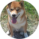 Federico Rombaldi profile picture