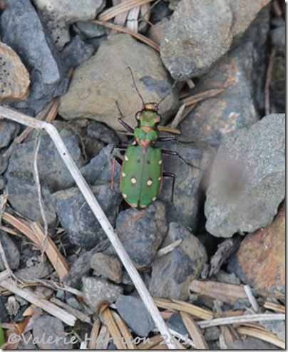 40-green-tiger-beetle