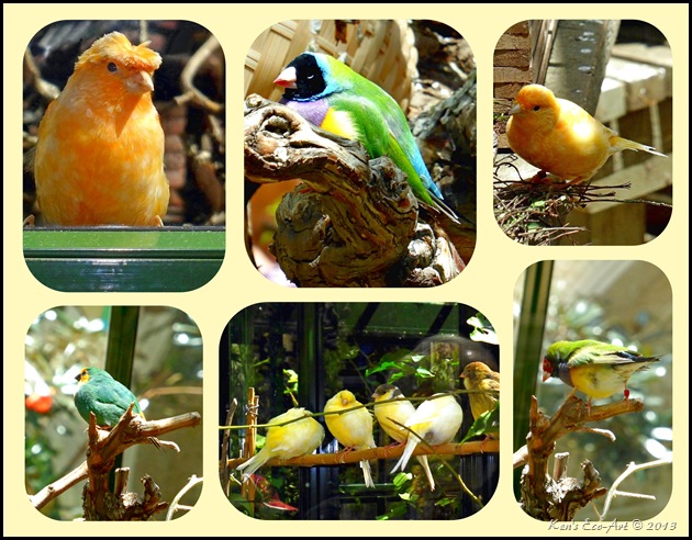 Bellagio Bird Collage-2