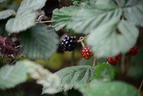 the black berries weren't very sweet yet