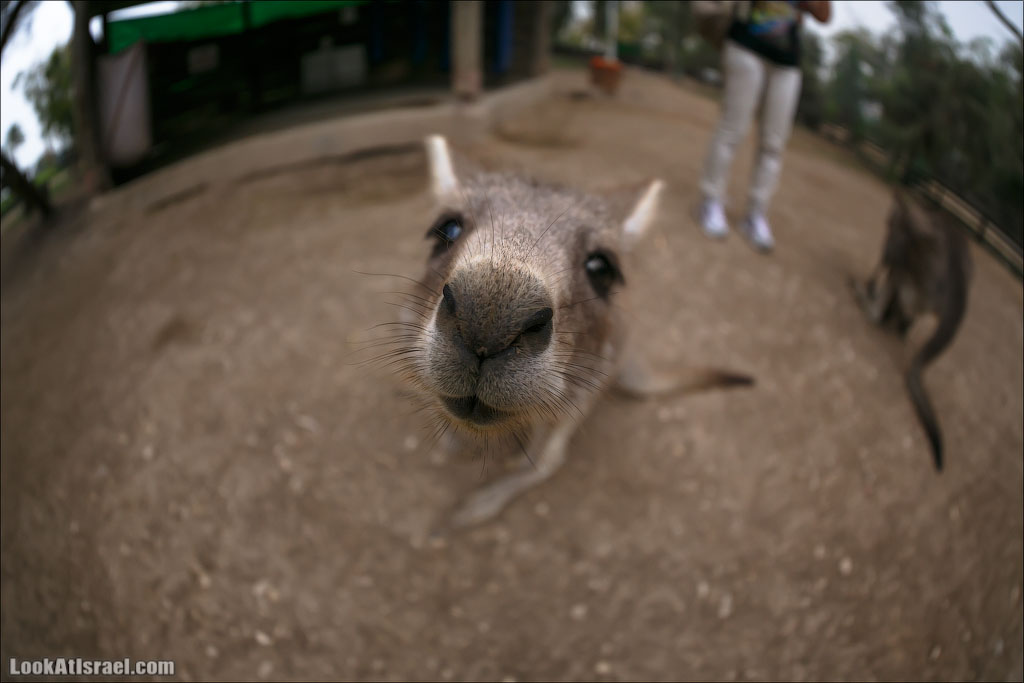 Ган Гуру - парк с кенгуру и другими австралийскими животными | Gan Guru | גן גורו | LookAtIsrael.com - Фото путешествия по Израилю