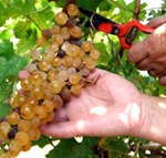 corte de uvas