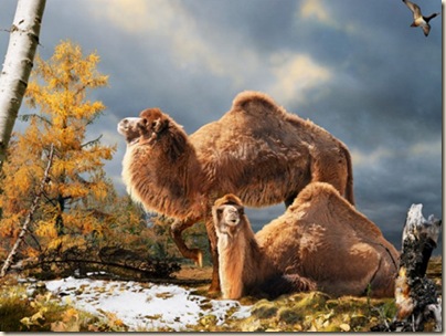 ancient-camels