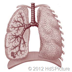 Gambar 1.5 Sebagai organ ekskresi paru-paru berfungsi untuk mengeluarkan karbondioksida