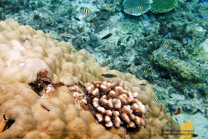 Coral Garden at Malapascua Island Hopping and Snorkeling