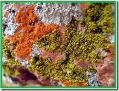 lichenes-algae-fungi