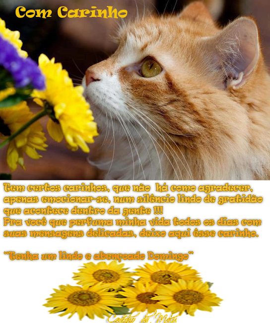 carinhocomcarinho.png